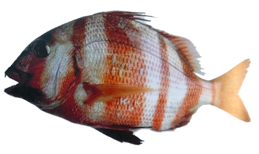 Pagrus auriga_02.jpg